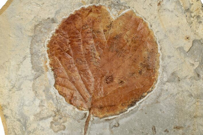 4.3" Fossil Leaf (Davidia) - Montana